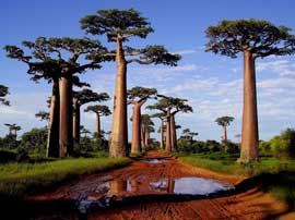 Baobabi_s Baobabi_s