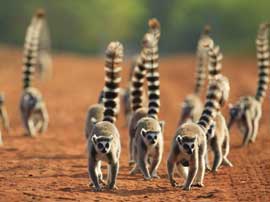 Lemuri_Madagascar_s Lemuri_Madagascar_s