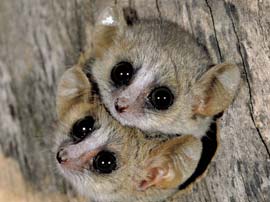 Lemuri_mici_s Lemuri_mici_s