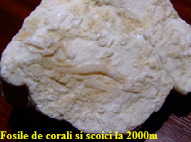 fosile_piatra_craiului_3
